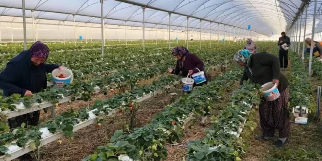 4 mevsim hasat ediliyor: Kilosu 200 TL’den üreticinin cebi para görüyor! 4